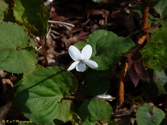 {Viola blanda}